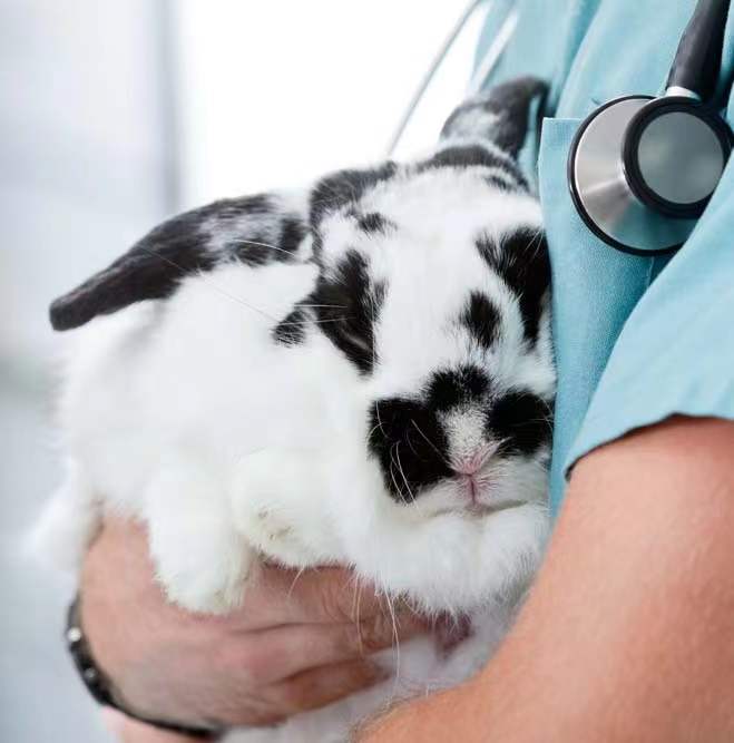 《醫療器械動物試驗研究注冊審查指導原則》解讀